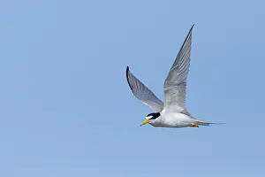 2017 Prints: Least Tern, Sternula antillarum