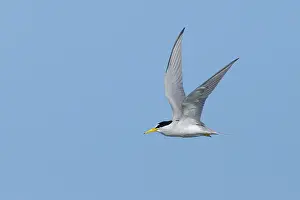 2017 Prints: Least Tern, Sternula antillarum