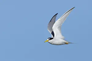 2017 Prints: Least Tern, Sternula antillarum