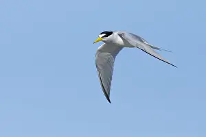 2017 Prints: Least Tern, Sternula antillarum