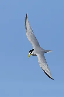 2017 Prints: Least Tern, Sternula antillarum
