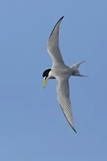 2017 Prints: Least Tern, Sternula antillarum