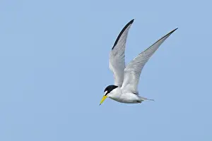 2017 Prints: Least Tern, Sternula antillarum