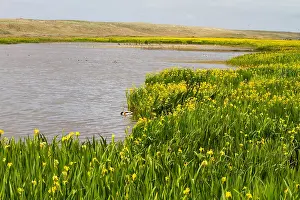 2011 Prints: Texel, Texel