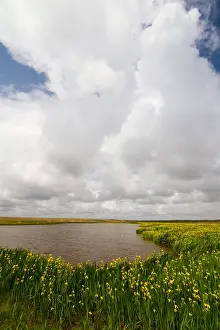 2011 Prints: Texel, Texel