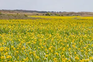 2011 Prints: Texel, Texel