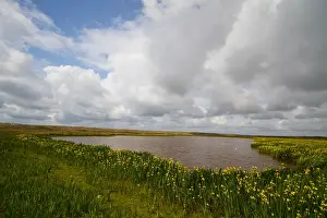 2011 Prints: Texel, Texel