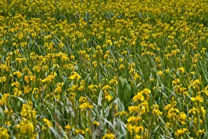 2011 Prints: Texel, Texel