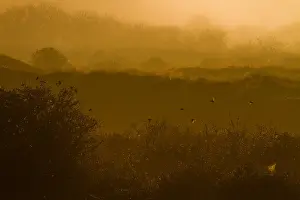 Cocksdorp Prints: Texel, Texel