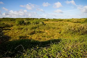 2011 Prints: Texel, Texel