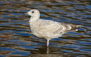 Images Dated 1st February 2016: Thayer's Gull, Larus thayeri