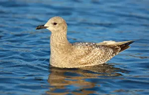 Images Dated 4th February 2016: Thayer's Gull Larus thayeri