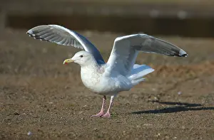 Images Dated 4th February 2016: Thayer's Gull, Larus thayeri