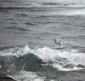 Conditions Prints: Thayer's Gull, Larus thayeri
