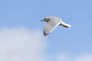 Images Dated 13th March 2013: Thayer's Gull, Larus thayeri