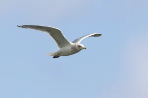 Images Dated 13th March 2013: Thayer's Gull, Larus thayeri