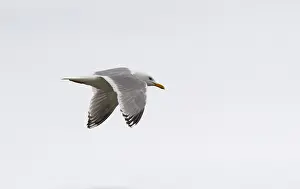 Images Dated 21st May 2011: Thayer's Gull, Larus thayeri