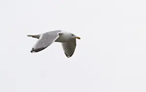 Images Dated 21st May 2011: Thayer's Gull, Larus thayeri