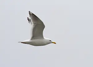 Images Dated 21st May 2011: Thayer's Gull, Larus thayeri
