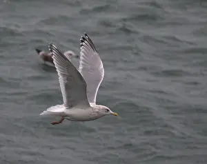 Thayer's Gull, Larus thayeri
