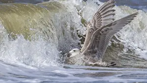 Images Dated 12th April 2015: Thayer's Gull, Larus thayeri