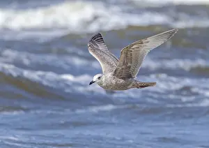 Mega Rarity Prints: Thayer's Gull, Larus thayeri