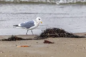 Images Dated 23rd March 2013: Thayer's Gull, Larus thayeri