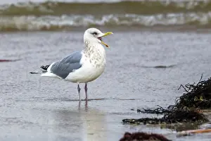 Meeuw Prints: Thayer's Gull, Thayers Meeuw, Larus thayeri