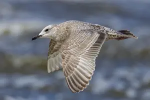 Meeuw Prints: Thayer's Gull, Thayers Meeuw, Larus thayeri