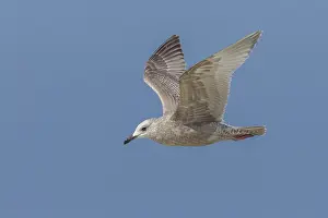 Meeuw Prints: Thayer's Gull, Thayers Meeuw, Larus thayeri