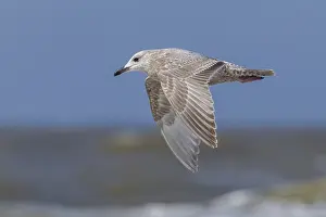 Meeuw Prints: Thayer's Gull, Thayers Meeuw, Larus thayeri