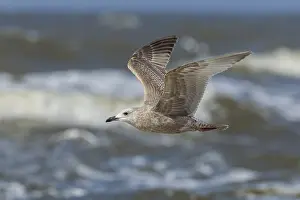 Meeuw Prints: Thayer's Gull, Thayers Meeuw, Larus thayeri