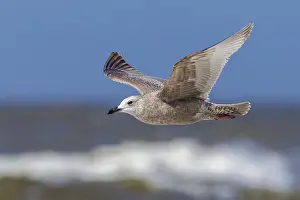 Meeuw Prints: Thayer's Gull, Thayers Meeuw, Larus thayeri