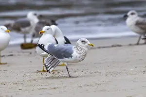 Meeuw Prints: Thayer's Gull, Thayers Meeuw, Larus thayeri