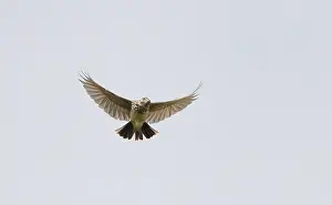 Images Dated 23rd April 2018: Thekla's Lark, Galerida theklae