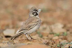 Passerines Prints: Thick-billed Lark