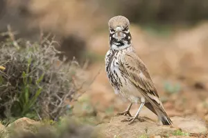 Passerines Prints: Thick-billed Lark