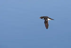 Images Dated 26th June 2014: Thick-billed Murre, Uria lomvia