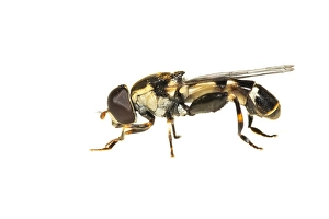 Flies Prints: thick-legged hoverfly, Menuetzweefvlieg