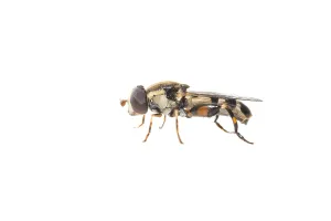 Schwebfliegen Prints: thick-legged hoverfly, Menuetzweefvlieg, Syritta pipiens