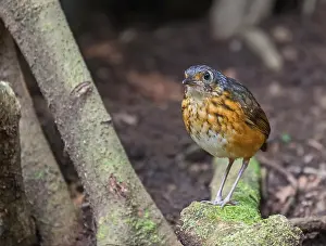 Images Dated 21st April 2017: Thicket Antpitta, Myrmothera dives
