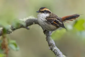 Images Dated 23rd November 2023: Thorn-tailed Rayadito, Aphrastura spinicauda