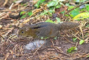 2014 Prints: three-striped ground squirrel, Lariscus insignis