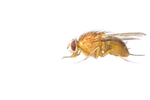 White Background Prints: Thricops diaphanus