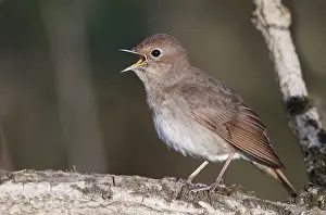 2018 Prints: Thrush Nightingale, Luscinia luscinia