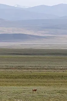 tibetan antelope pantholops hodgsonii