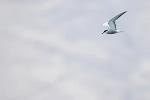 2018 Prints: Tibetan Common Tern, Sterna hirundo tibetana