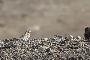 2018 Prints: Tibetian Sandgrouse, Syrrhaptes tibetianus