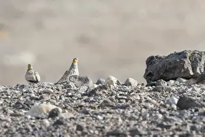 2018 Prints: Tibetian Sandgrouse, Syrrhaptes tibetianus
