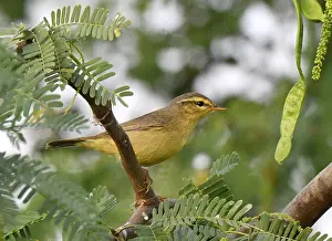 Images Dated 10th December 2018: Tickell's Leaf Warbler, Phylloscopus affinis